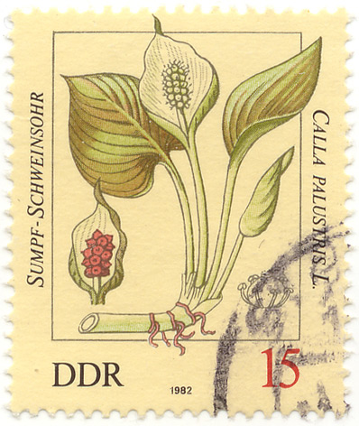 Sumpf-Schweinsohr - Calla palustris L.
