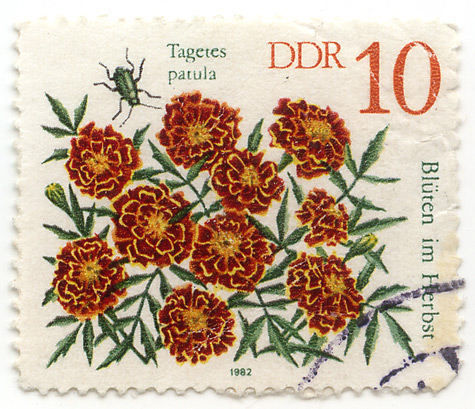 BlÃ¼ten im Herbst - Tagetes patula