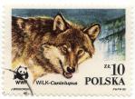 Wilk - Canis lupus - WWF