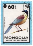 Mongolia - Ð¼Ð¾Ð¸Ð³Ð¾Ð» ÑˆÑƒÑƒÐ´Ð°Ð¸ - Cyanopica cyanus - Air Mail