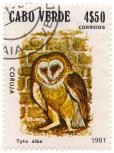 Cabo Verde - Coruja - Tyto alba