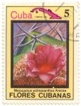 Flores cubanas - Melocactus actinacanthus Areces