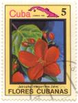 Flores cubanas - Jatropha integerrima Jacq.