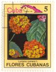 Flores cubanas - Lantana camara L.