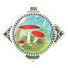 Amanita Caesarea