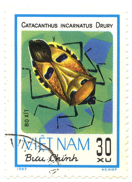 Bá»±u ChÃ­nh - Bo XÃ­t - Catacanthus incarnatus Drury