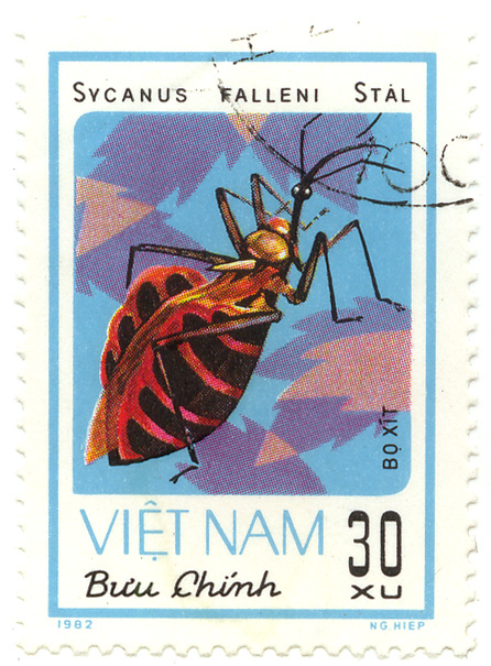 Bá»±u ChÃ­nh - Bo XÃ­t - Sycanus falleni Stal