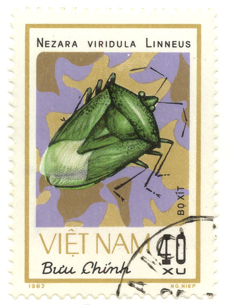Bá»±u ChÃ­nh - Bo XÃ­t - Nezara viridula Linneus