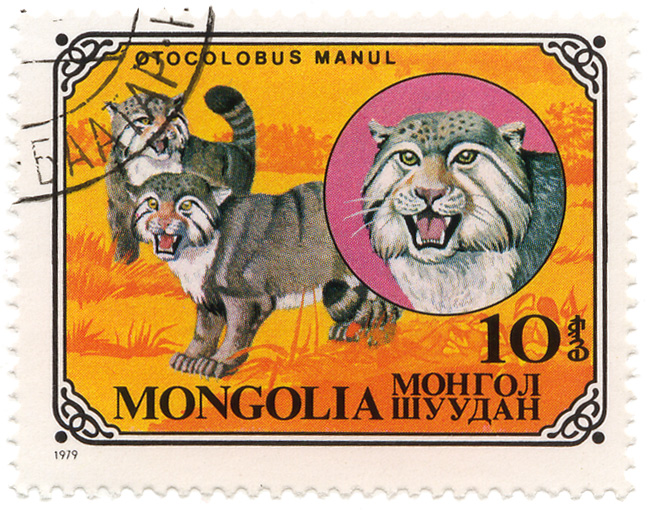 Otocolobus Manul