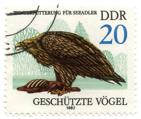 GeschÃ¼tzte VÃ¶gel - WinterfÃ¼tterung fÃ¼r Seeadler
