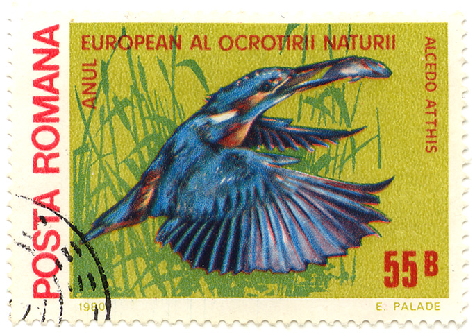 Anul European al ocrotirii naturii - Alcedo atthis