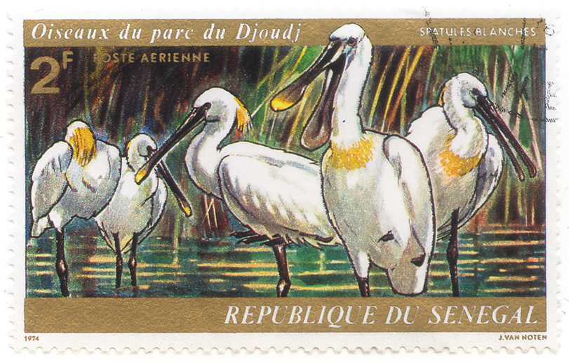 Oiseaux du parc du Djoudj - Spatules blanches