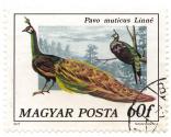 Pavo muticus LinnÃ©