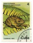 Rana platanera - osteopilus septentrionalis